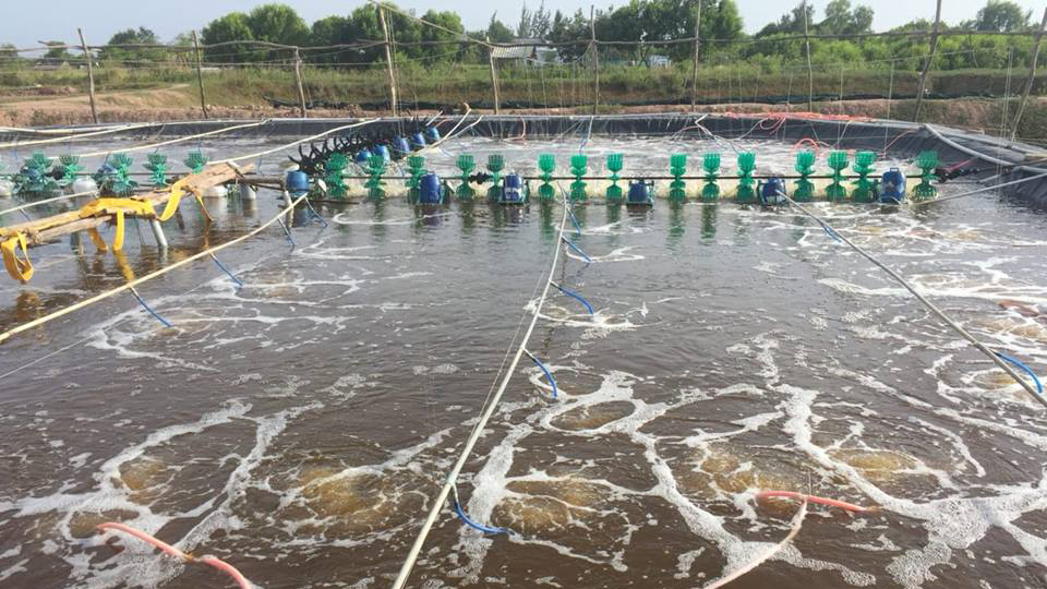 Yêu cầu kỹ năng tối thiểu của ngành nuôi trồng thủy sản nước mặn, nước lợ trình độ TC