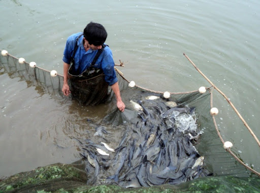 Giới thiệu ngành nuôi trồng thủy sản nước ngọt trình độ trung cấp