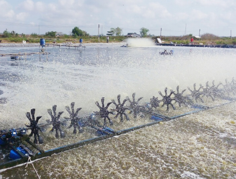 Kiến thức tối thiểu của ngành nuôi trồng thủy sản nước ngọt trình độ TC