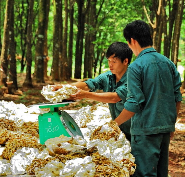 Yêu cầu kỹ năng sau khi tốt nghiệp TC ngành CNSX sản phẩm từ cao su 