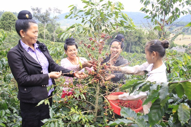 Evaluation of Local Projects under the Rural Support Program in Vietnam