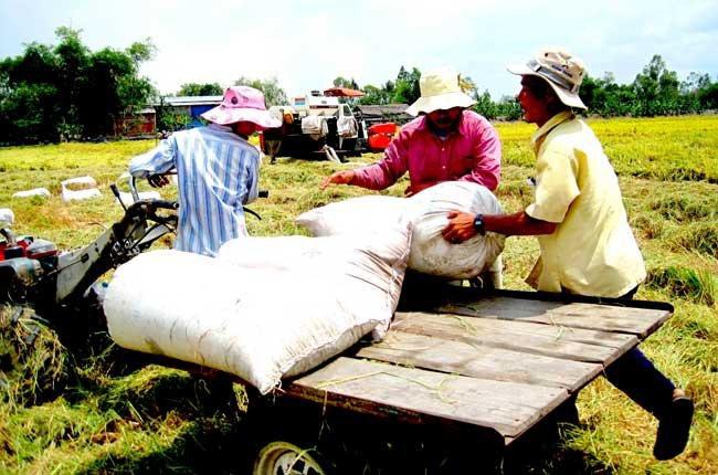 Trách nhiệm CQNN liên quan đến việc hỗ trợ lãi suất tiền vay mua tạm trữ thóc, gạo 