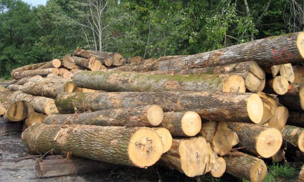 Nghị định 102: Hồ sơ khi mua bán, chuyển giao quyền sở hữu gỗ nhập khẩu