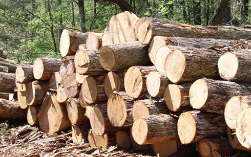 Chủ gỗ phải nộp cho cơ quan Hải quan những hồ sơ gỗ nhập khẩu nào?