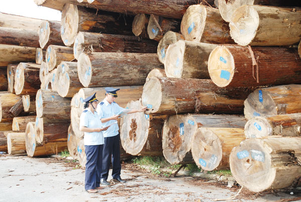 Hướng dẫn quy trình xác nhận nguồn gốc gỗ trước khi xuất khẩu