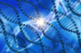 Quantification of DNA of genetically modified organisms using real-time PCR technique in Vietnam