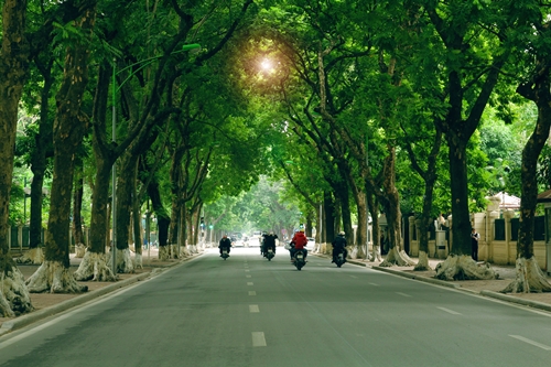 06 nguyên tắc quản lý cây xanh đô thị