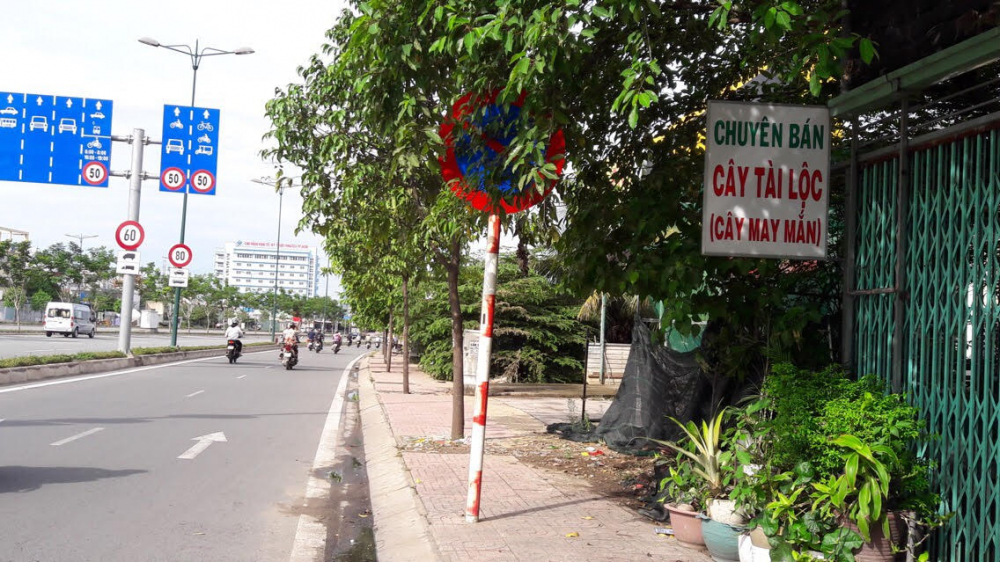 Trồng cây xanh trên đường phố: Không được che khuất biển báo giao thông