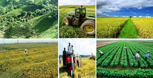Chú trọng phát triển nông nghiệp, nông thôn là trụ đỡ của kinh tế trong khó khăn