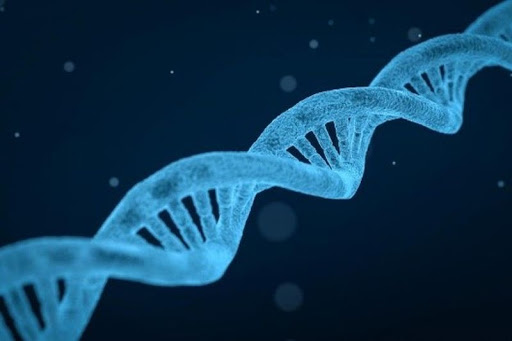 Hồ sơ đăng ký cấp Giấy phép khảo nghiệm sinh vật biến đổi gen