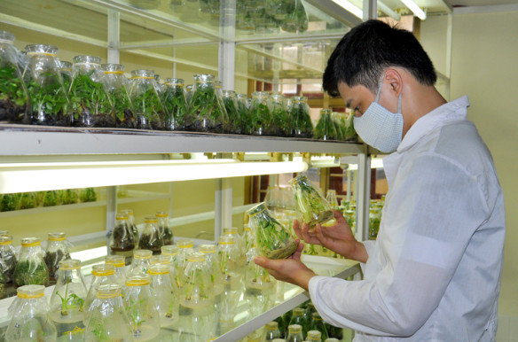 Vị trí việc làm có được sau khi tốt nghiệp ngành khoa học cây trồng (CĐ)