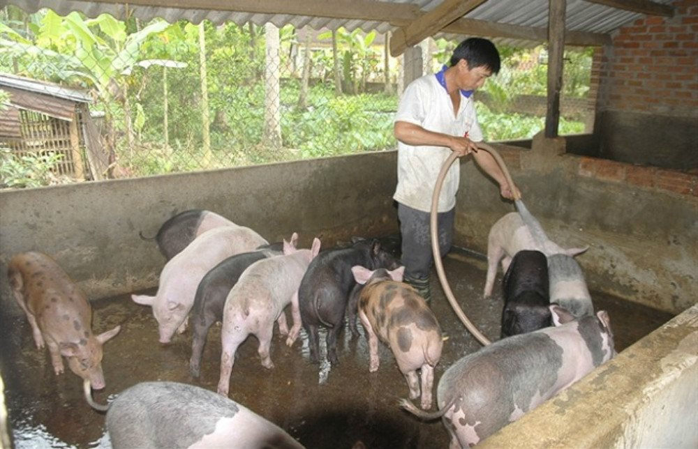 Ban hành Thông tư hướng dẫn xử lý chất thải chăn nuôi 