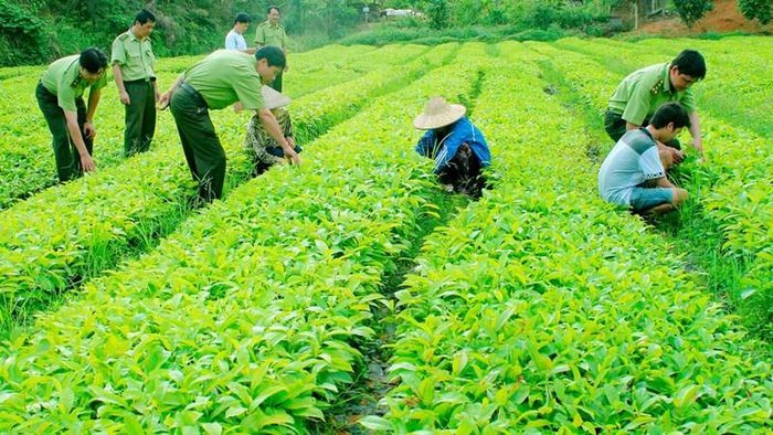 Projects of developing seed by 100% funded by the state budget in Vietnam