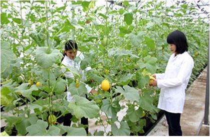 Amendments to regulations on treatment of plant quarantine subjects in Vietnam