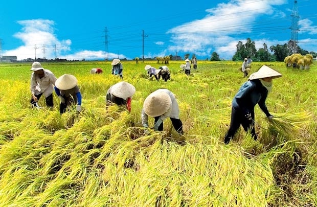 Prolongation of support duration for agricultural insurance premium in Vietnam