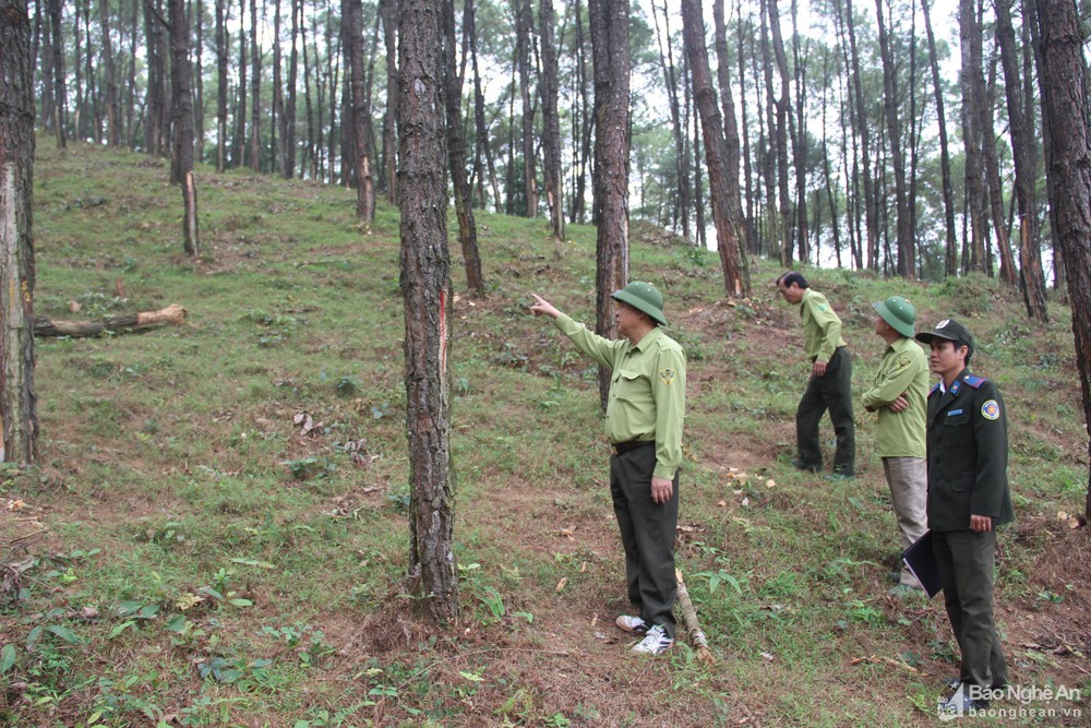 Enhance forest allocation and lease in association with land allocation and land lease in Vietnam