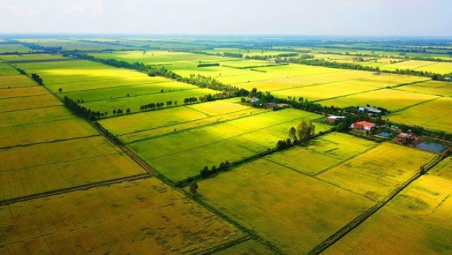 In Vietnam, houses on agricultural land are constructed?