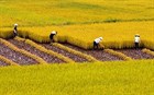 Reducing more than 180 thousand hectares of rice land in the period of 2021 - 2025