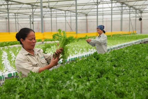 Support for training on management of agricultural product consumption under Vietnam's Poverty Reduction Program