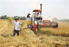 07 types of agricultural insurance in Vietnam