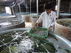 Conditions for issuance of the certificate of eligibility for raising of aquatic breeds in Vietnam