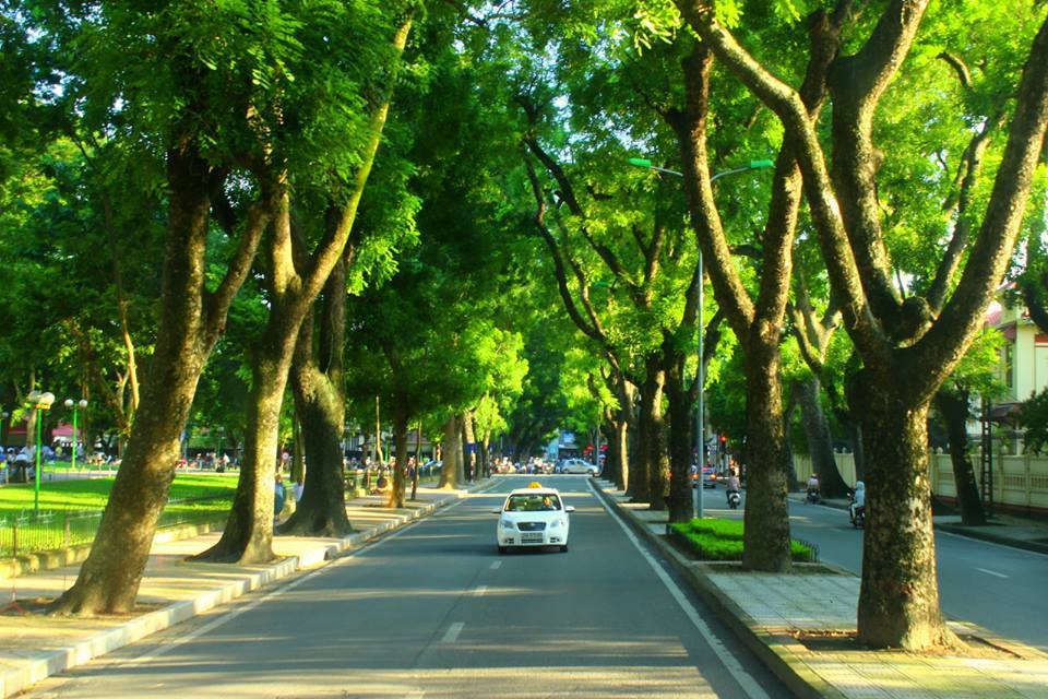 What is management of urban green trees? Principles of management of urban green trees in Vietnam