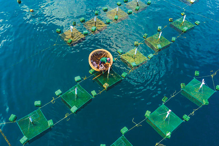 Quy định về giao khu vực biển để nuôi trồng thủy sản