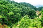 Regulations on forest classification in Vietnam under the Law on Forestry