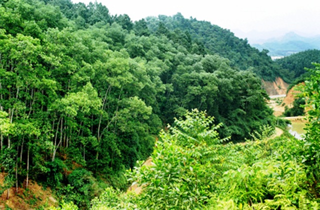 Quy định về việc phân loại rừng theo Luật Lâm nghiệp
