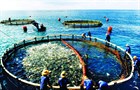 13 Prohibited actions in fishery activities in Vietnam