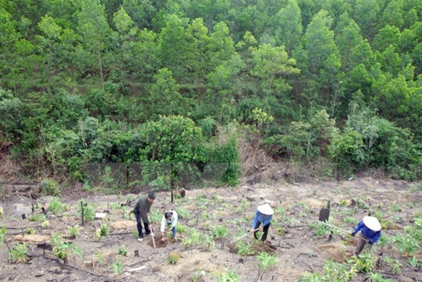 Hồ sơ đề nghị phê duyệt phương án trồng rừng thay thế
