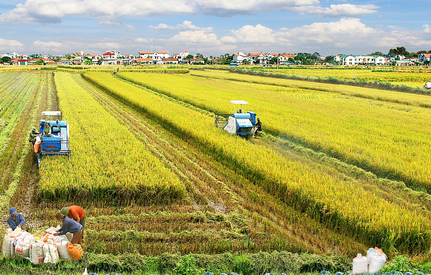 Chính sách tín dụng khuyến khích sản xuất nông nghiệp theo mô hình liên kết