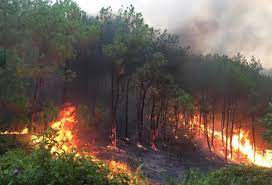 Địa phương chịu trách nhiệm về công tác phòng cháy, chữa cháy rừng trên địa bàn