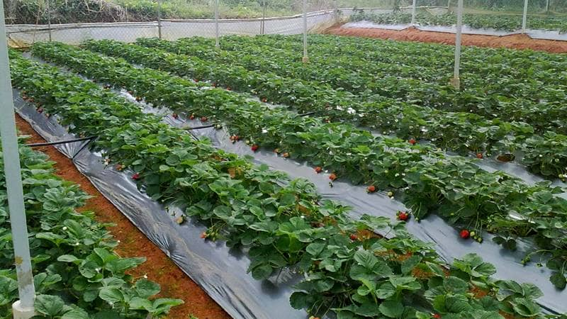 Violations against regulations on evaluation of plant variety cultivation fields in Vietnam