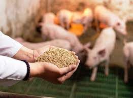 Chi tiết các hóa chất, sản phẩm sinh học cấm sử dụng trong thức ăn chăn nuôi