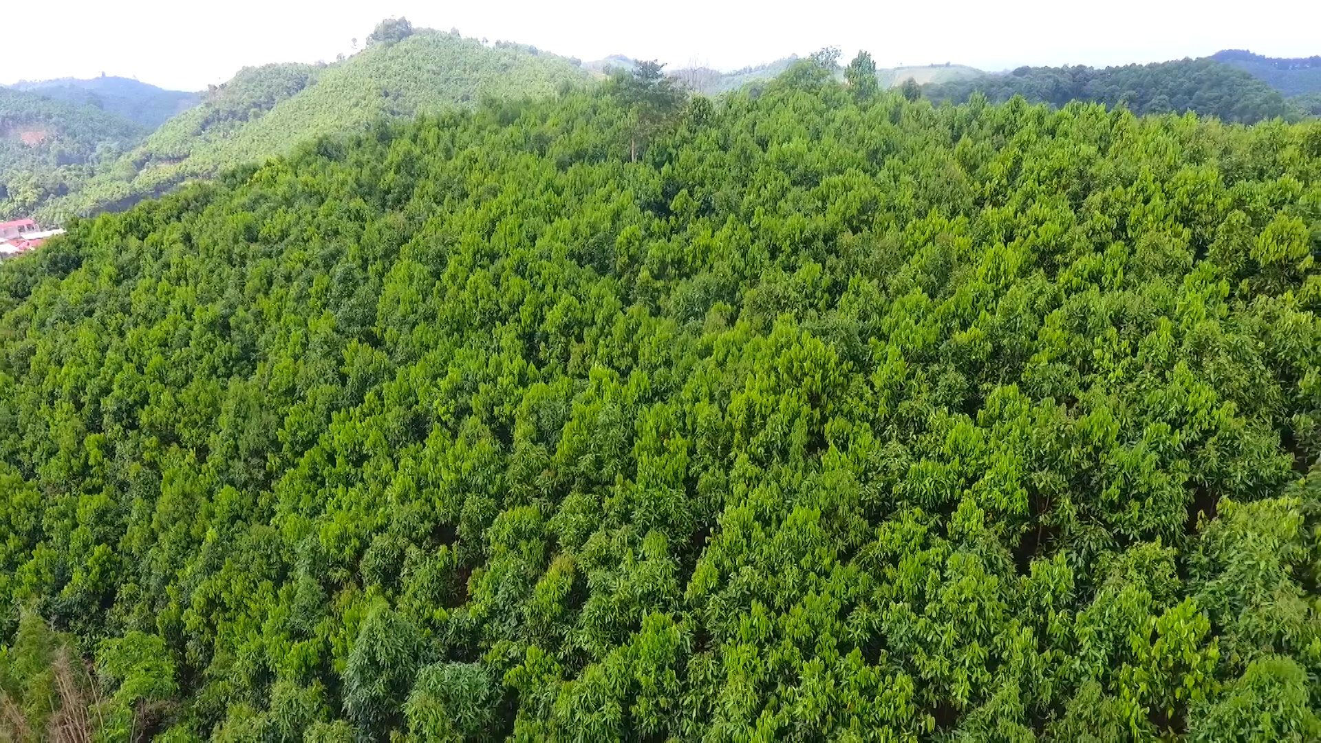 Chính phủ tháo gỡ vướng mắc trong chuyển mục đích sử dụng rừng sang mục đích khác