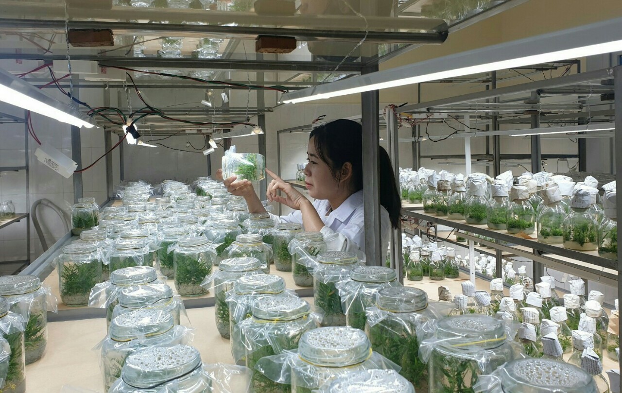 Procedures for registering for professional inspection of the assessment or rights to plant varieties in Vietnam