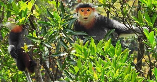 To research and amend Decree 06/2019 on management of endangered, precious and rare forest plants and animals in Vietnam