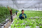 Procedure for validity termination of protection titles of plant varieties according to requests from organizations and individuals in Vietnam