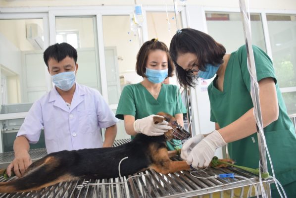 To urgently consolidate and strengthen the competency of the veterinary system at all levels in Vietnam