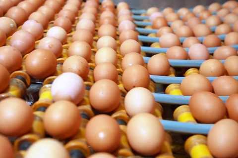 Import tariff quotas for salt and poultry eggs in Vietnam in 2024