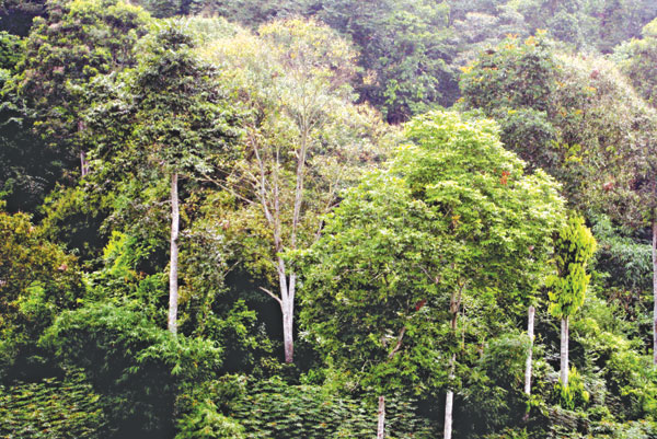 Quy định về điều chỉnh phương án quản lý rừng bền vững