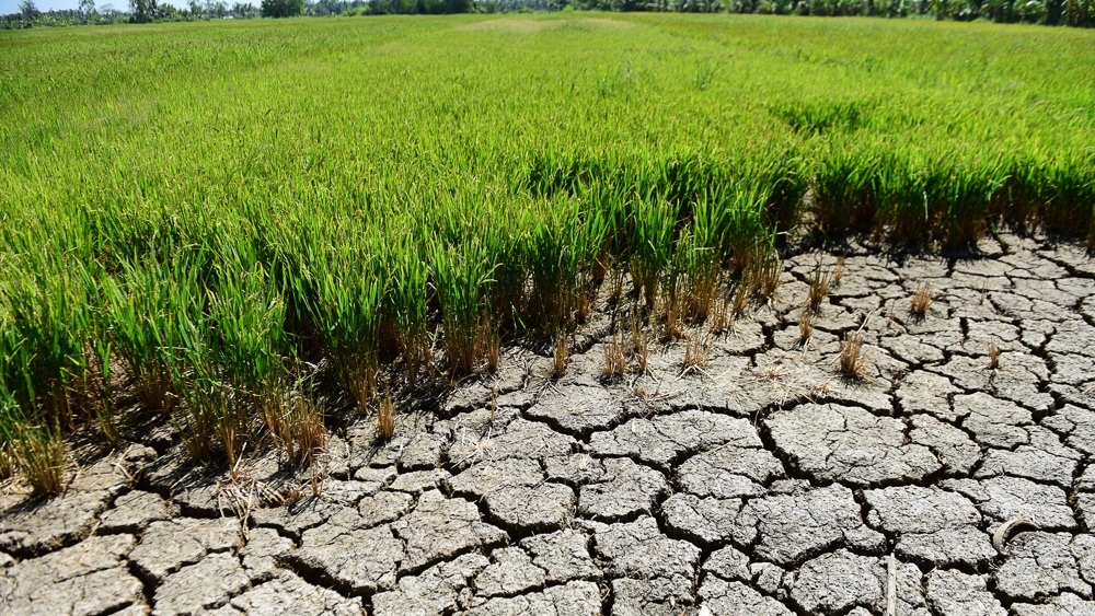 Prime Minister's instruction on focusing on responding to peak saltwater intrusion in the Mekong Delta in Vietnam