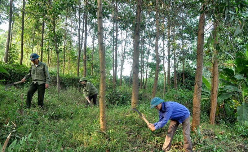 Sẽ mở rộng đối tượng được giao rừng, cho thuê rừng