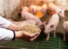 Quy định về xử lý thức ăn chăn nuôi vi phạm chất lượng