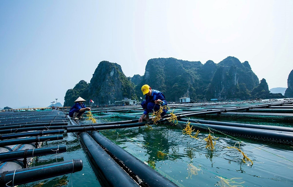 Điều kiện cấp phép cho tổ chức, cá nhân nước ngoài có tàu hoạt động thủy sản trong vùng biển Việt Nam