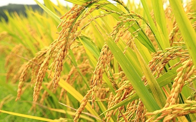 Promotion of loans used for purchase and trade of rice and paddy in the Mekong Delta Region of Vietnam