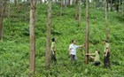 Thủ tục phê duyệt hoặc điều chỉnh Phương án tạm sử dụng rừng
