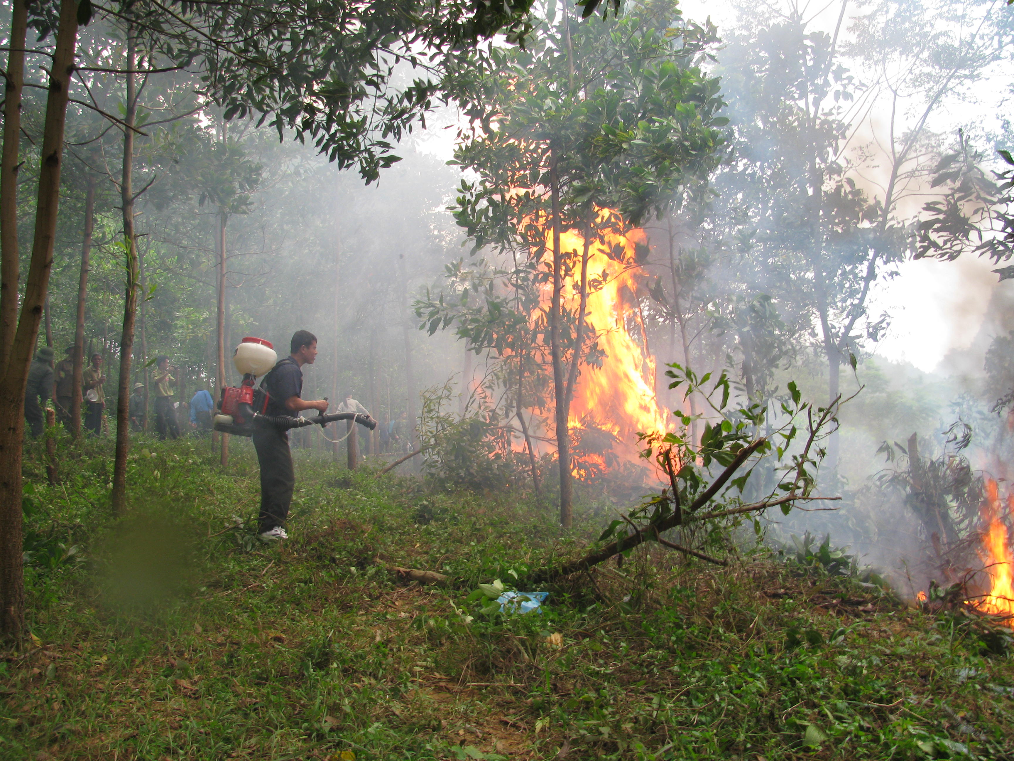 Chủ động, tăng cường biện pháp cấp bách phòng cháy, chữa cháy rừng