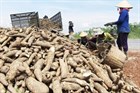 Approval of the Scheme "Sustainable development of the cassava industry until 2030, vision to 2050" in Vietnam